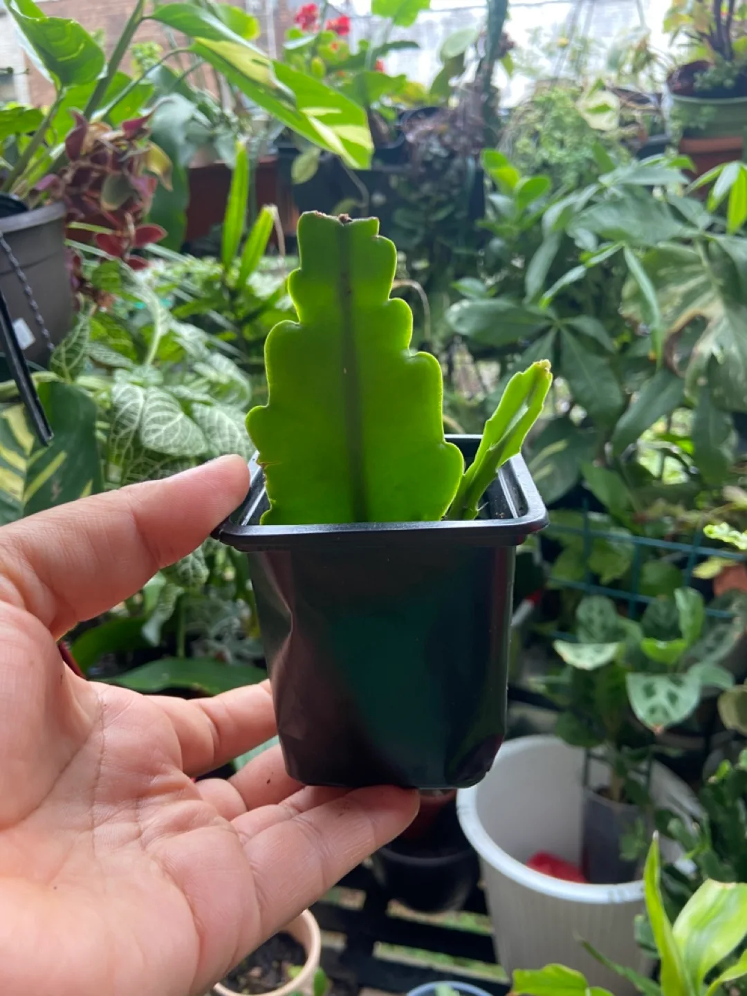 Orchid cactus thumbnail