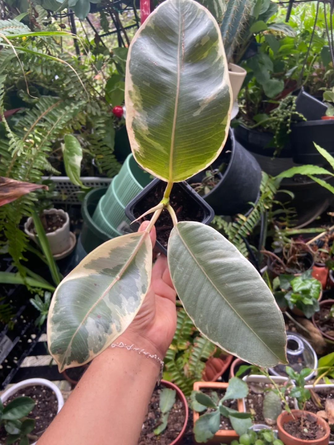 Ficus Tineke thumbnail