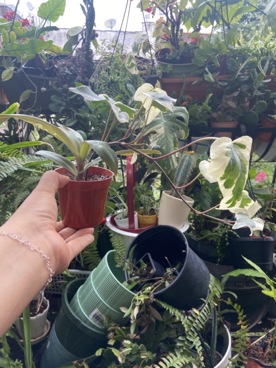 English Ivy and oyster plant - photo 4