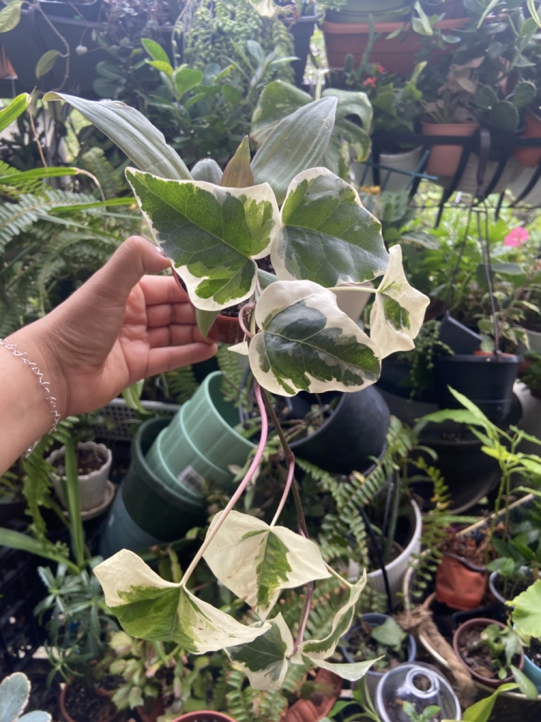 English Ivy and oyster plant - photo 2