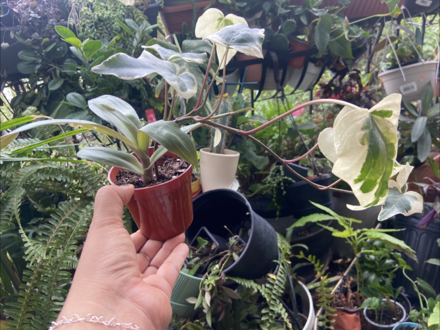 English Ivy and oyster plant