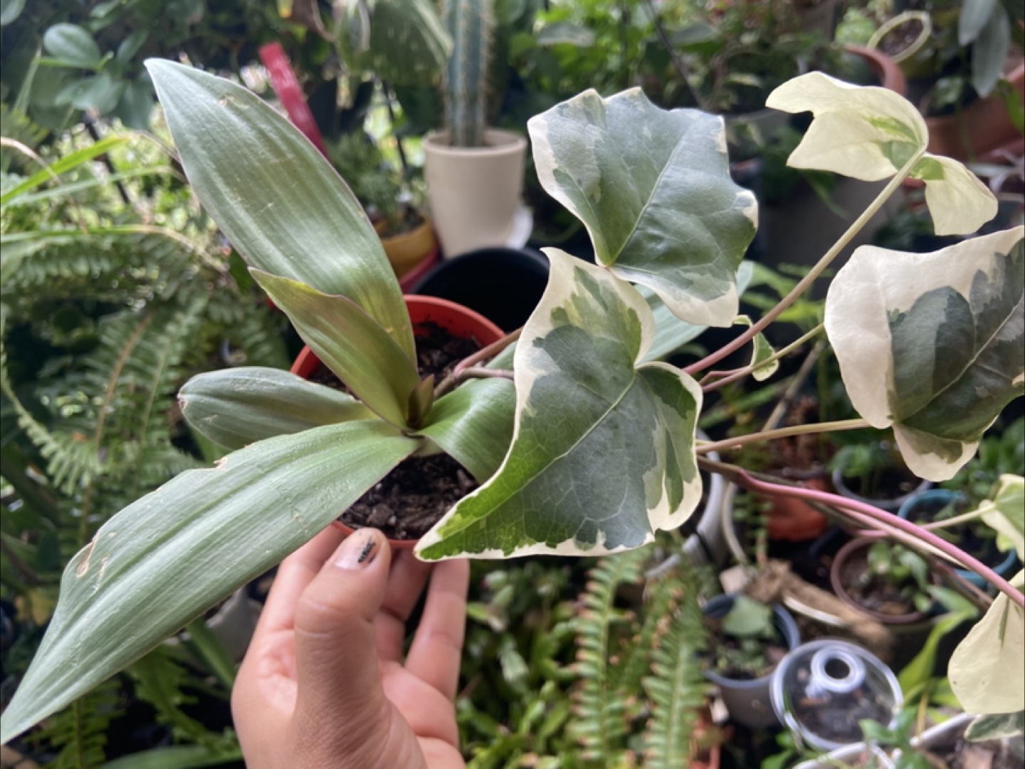 English Ivy and oyster plant - photo 3