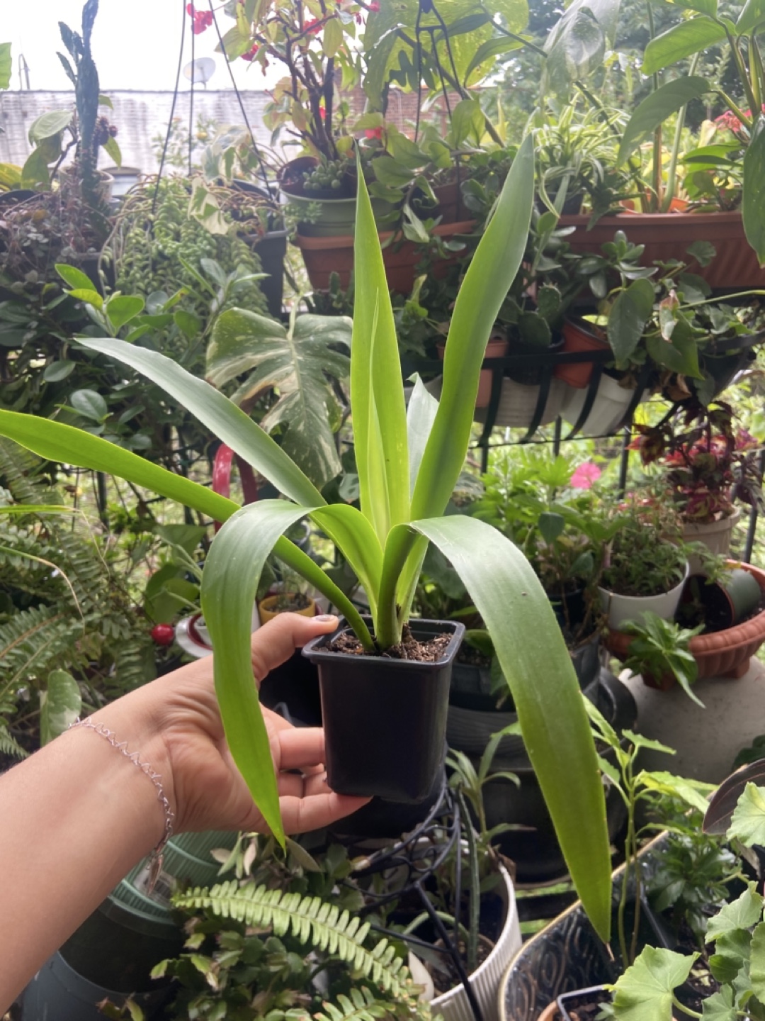 Yucca plant - photo 2