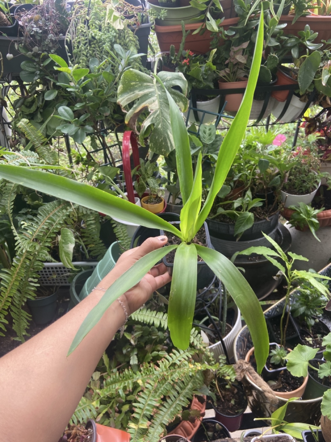 Yucca plant
