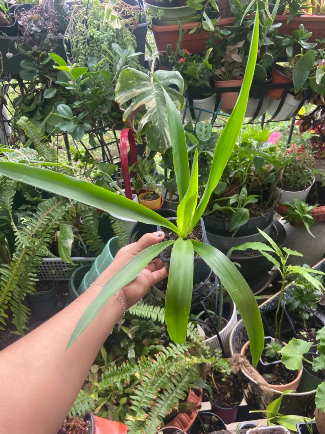 Yucca plant thumbnail