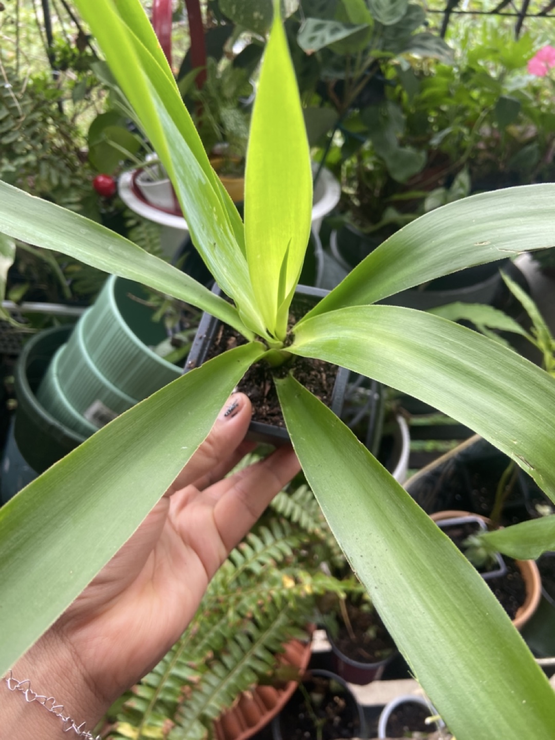 Yucca plant - photo 3