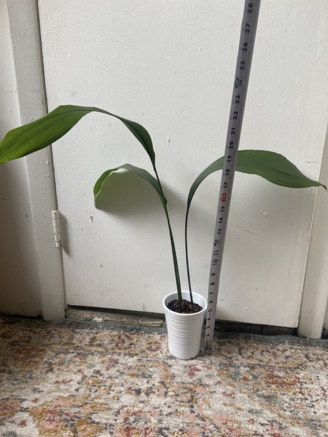 Cast Iron Plant in Ceramic  Pot - photo 2