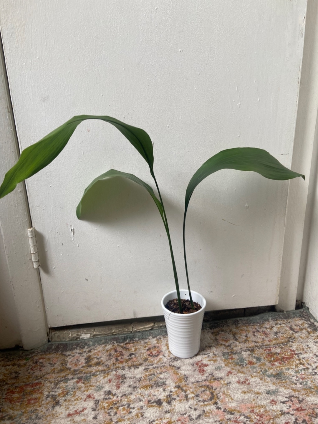 Cast Iron Plant in Ceramic  Pot