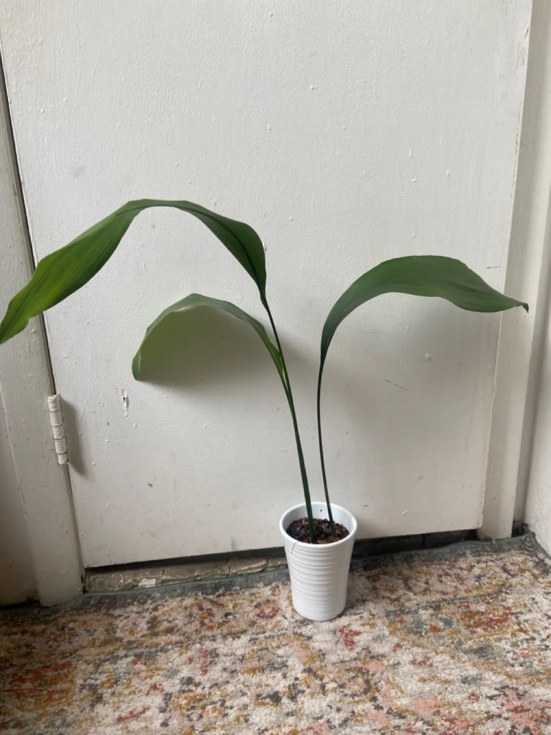 Cast Iron Plant in Ceramic  Pot thumbnail