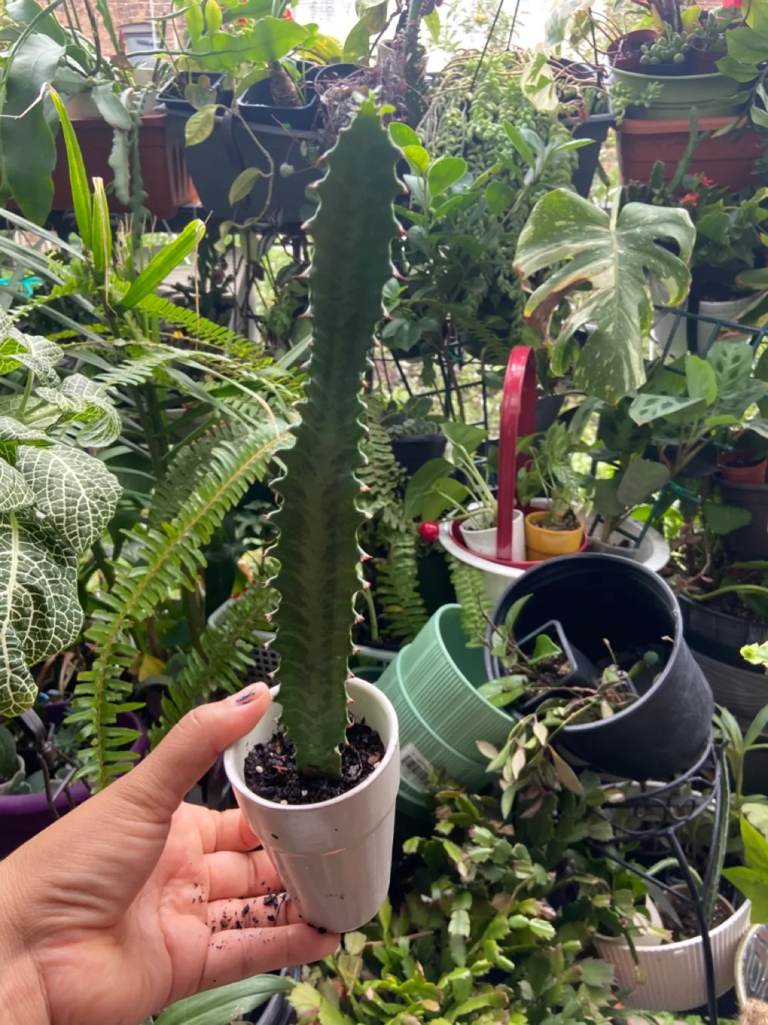 Euphorbia Trigona  in a ceramic pot thumbnail