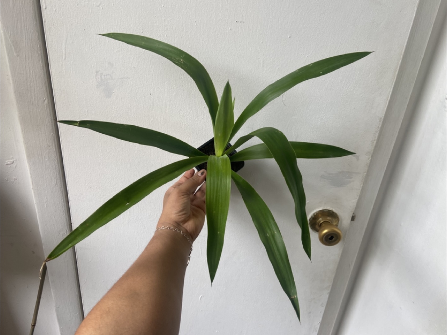 Yucca plant
