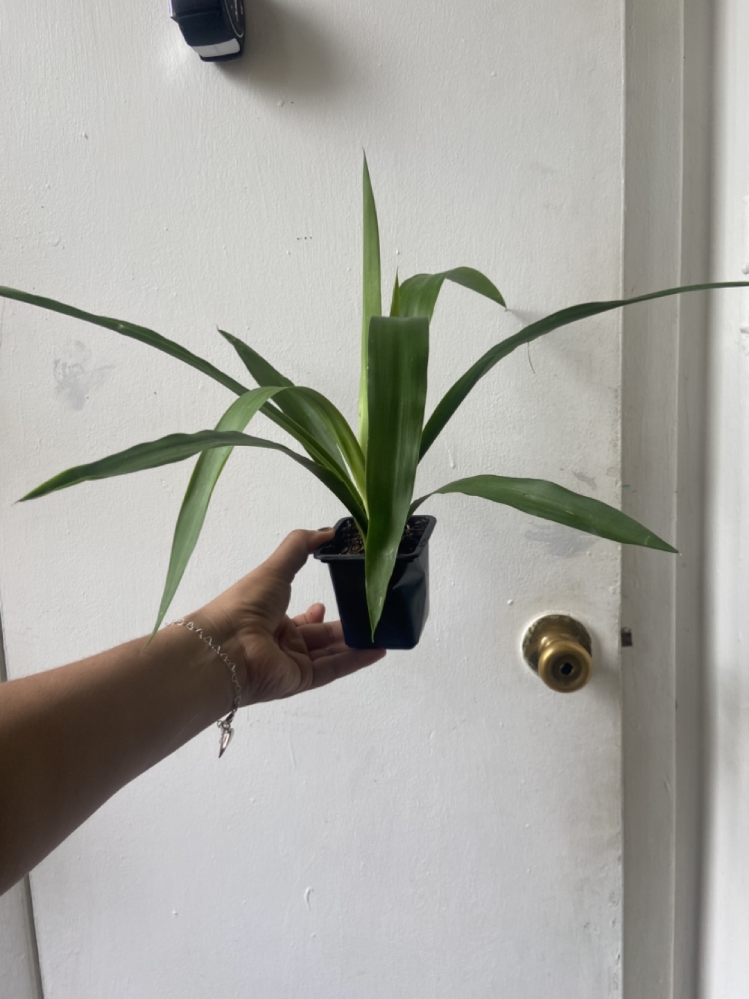 Yucca plant - photo 4