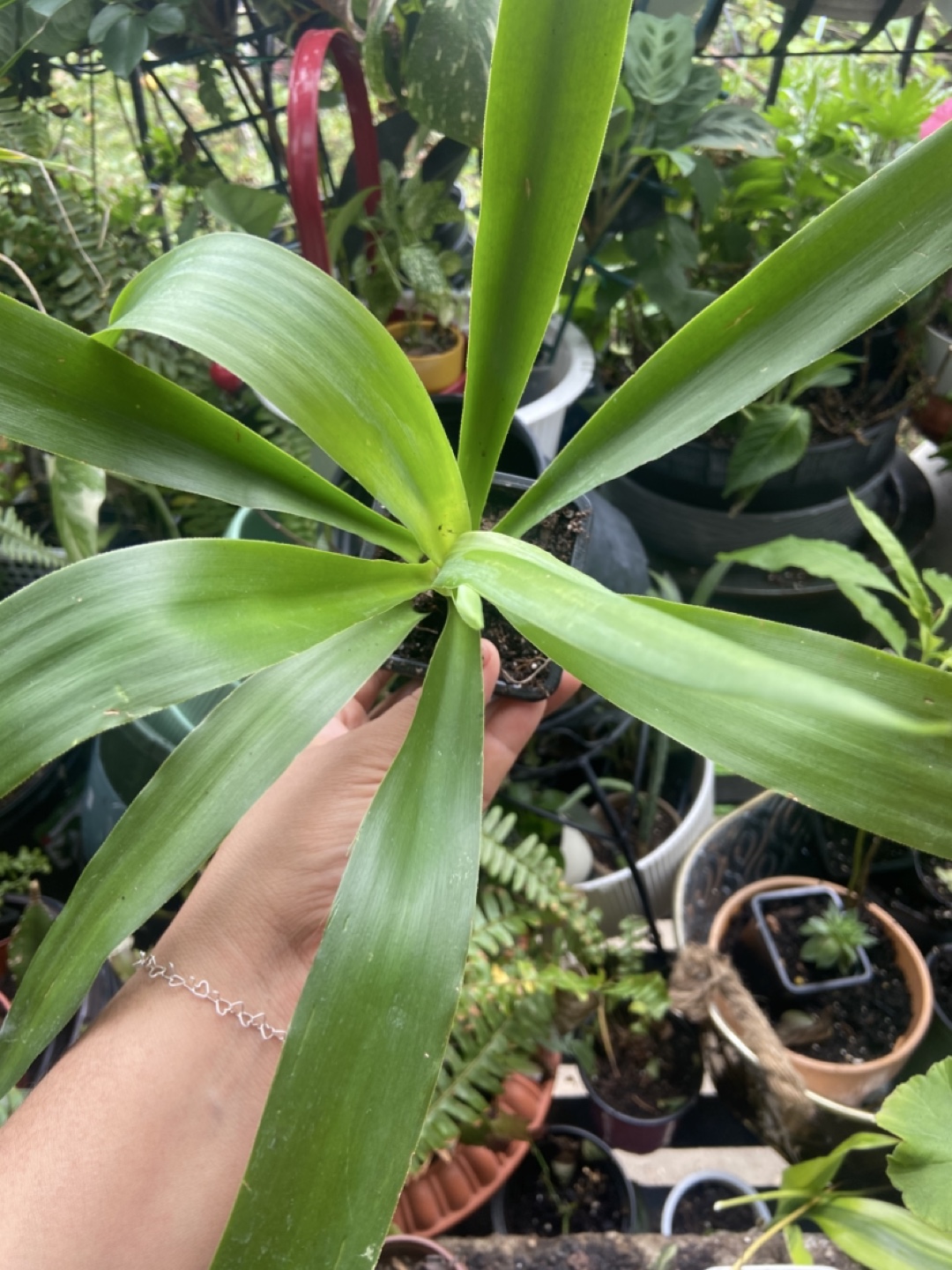 Yucca plant - photo 2
