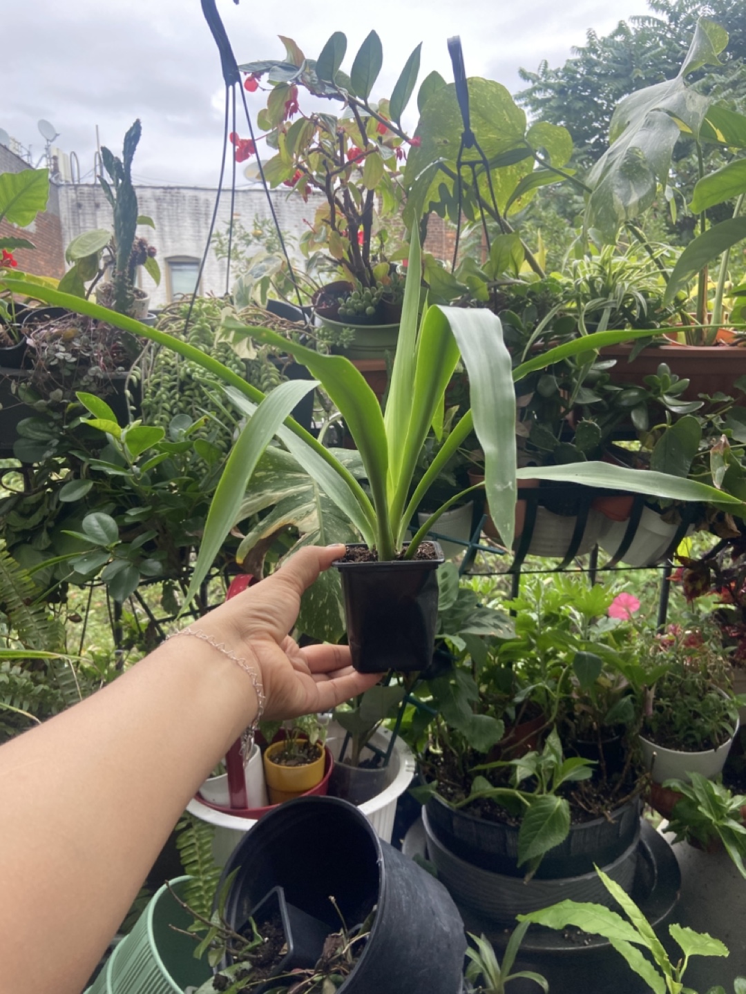 Yucca plant - photo 3