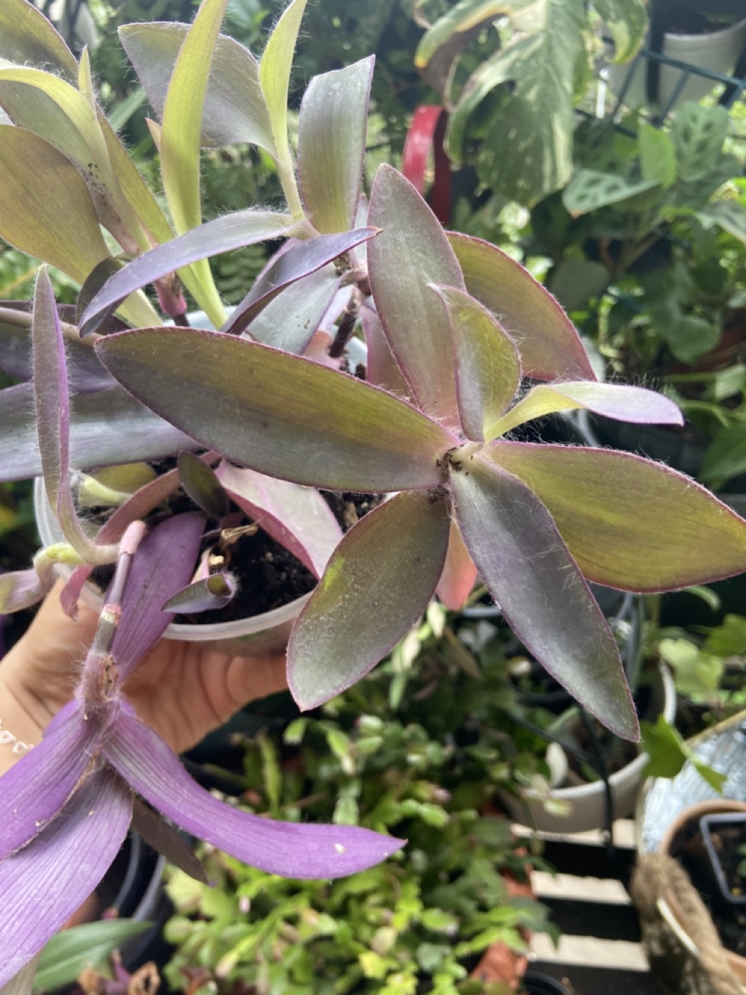 Tradescantia Pallida Purple Heart Plant - photo 3