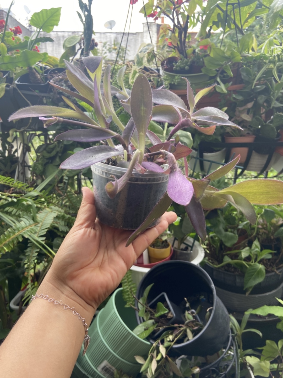 Tradescantia Pallida Purple Heart Plant - photo 2