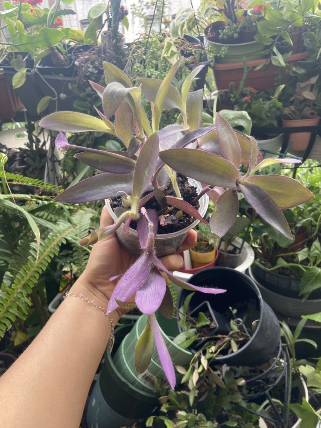 Tradescantia Pallida Purple Heart Plant