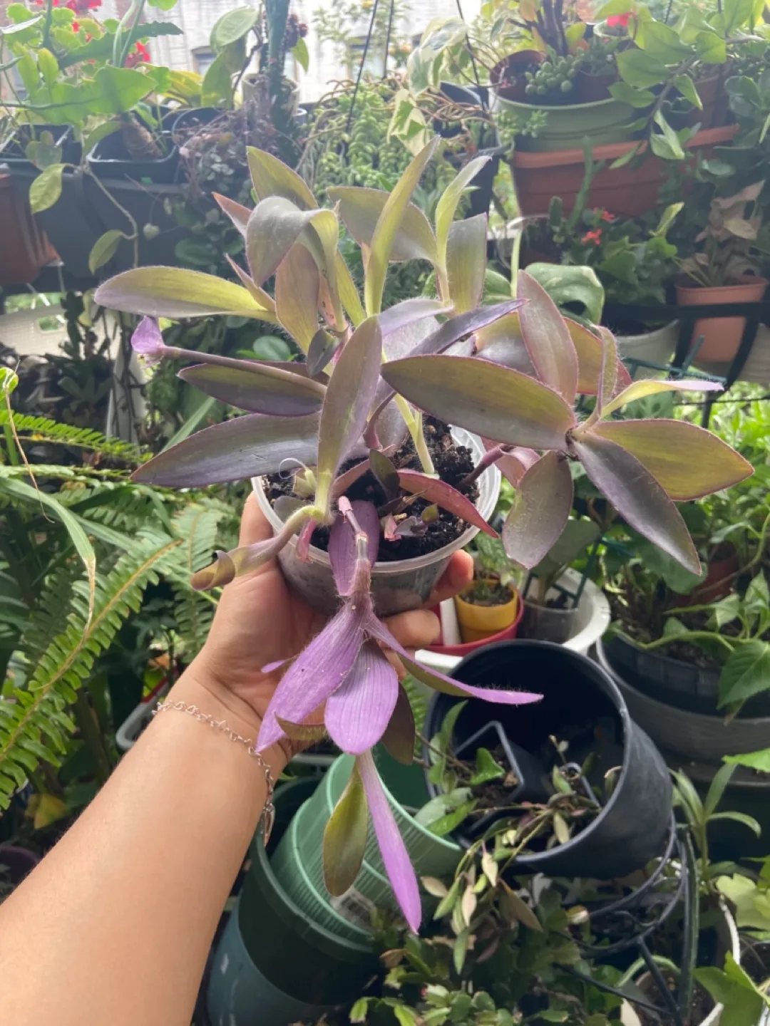 Tradescantia Pallida Purple Heart Plant thumbnail