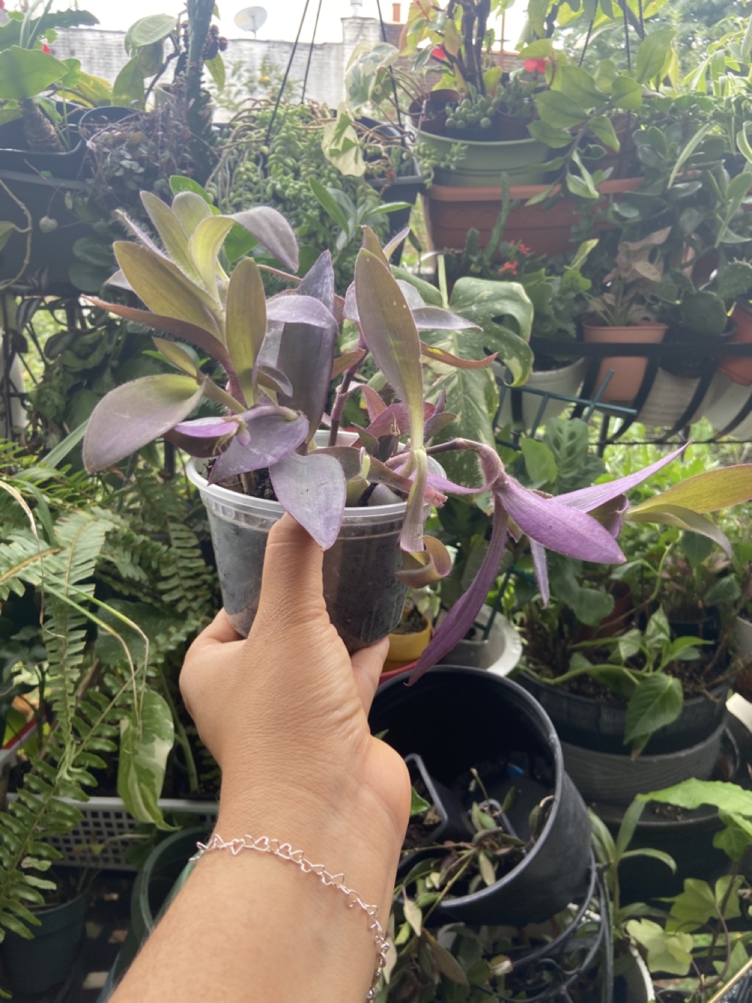 Tradescantia Pallida Purple Heart Plant - photo 4