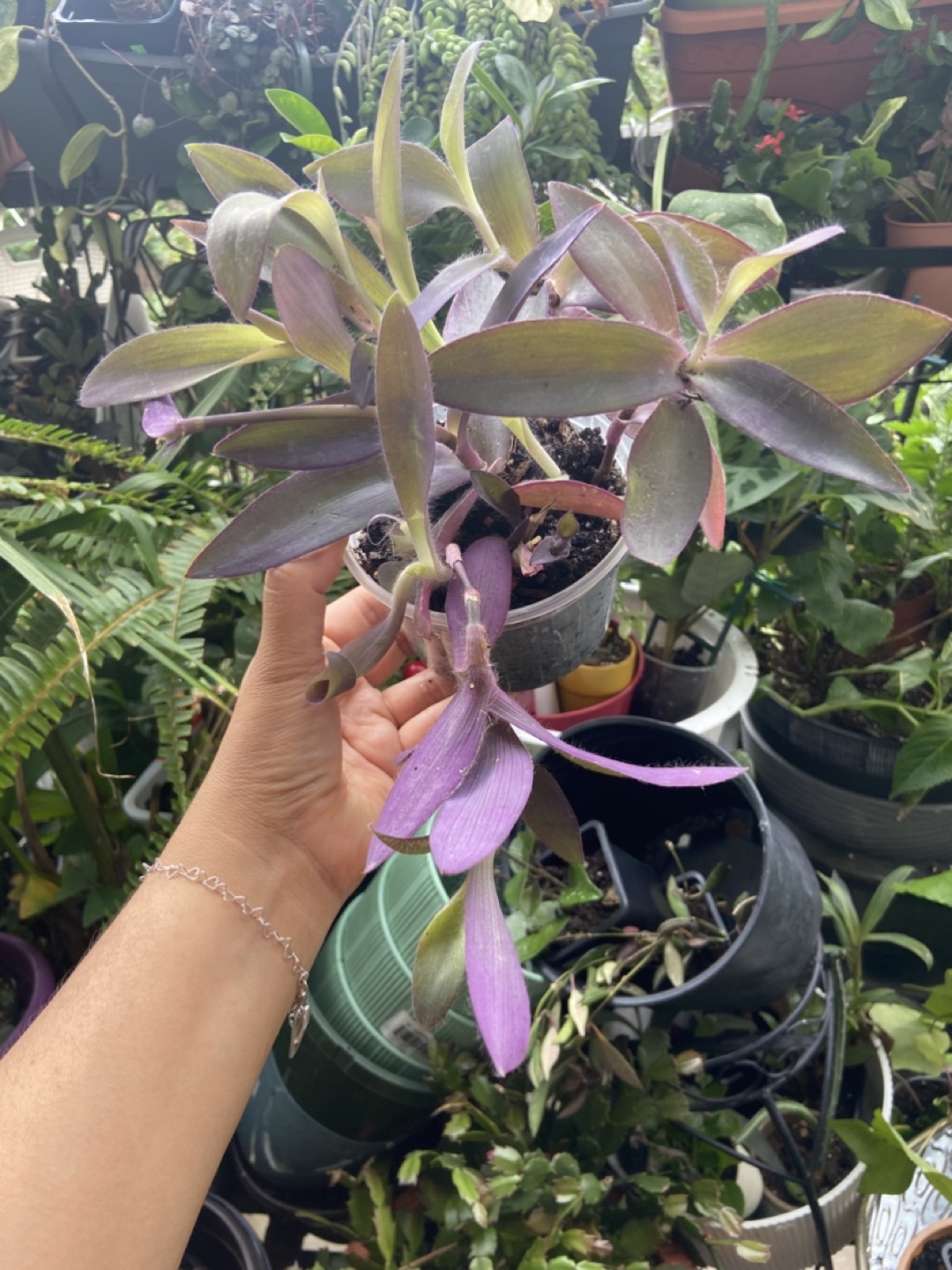 Tradescantia Pallida Purple Heart Plant - photo 5