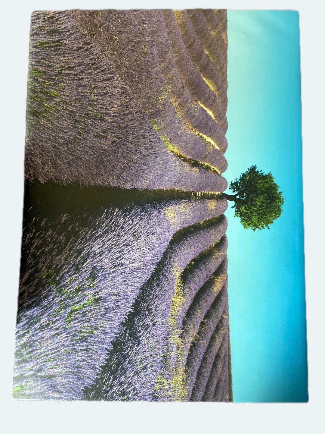 Lavender Field Canvas 100X140cm
