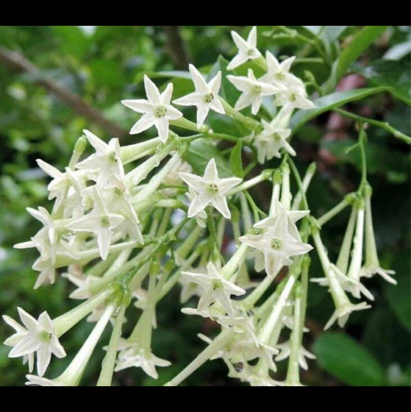 Night Blooming Jasmine Plant - photo 2