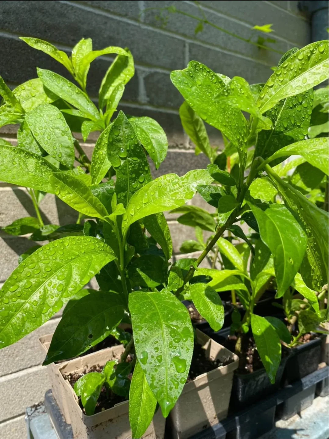 Night Blooming Jasmine Plant image indicator(3)