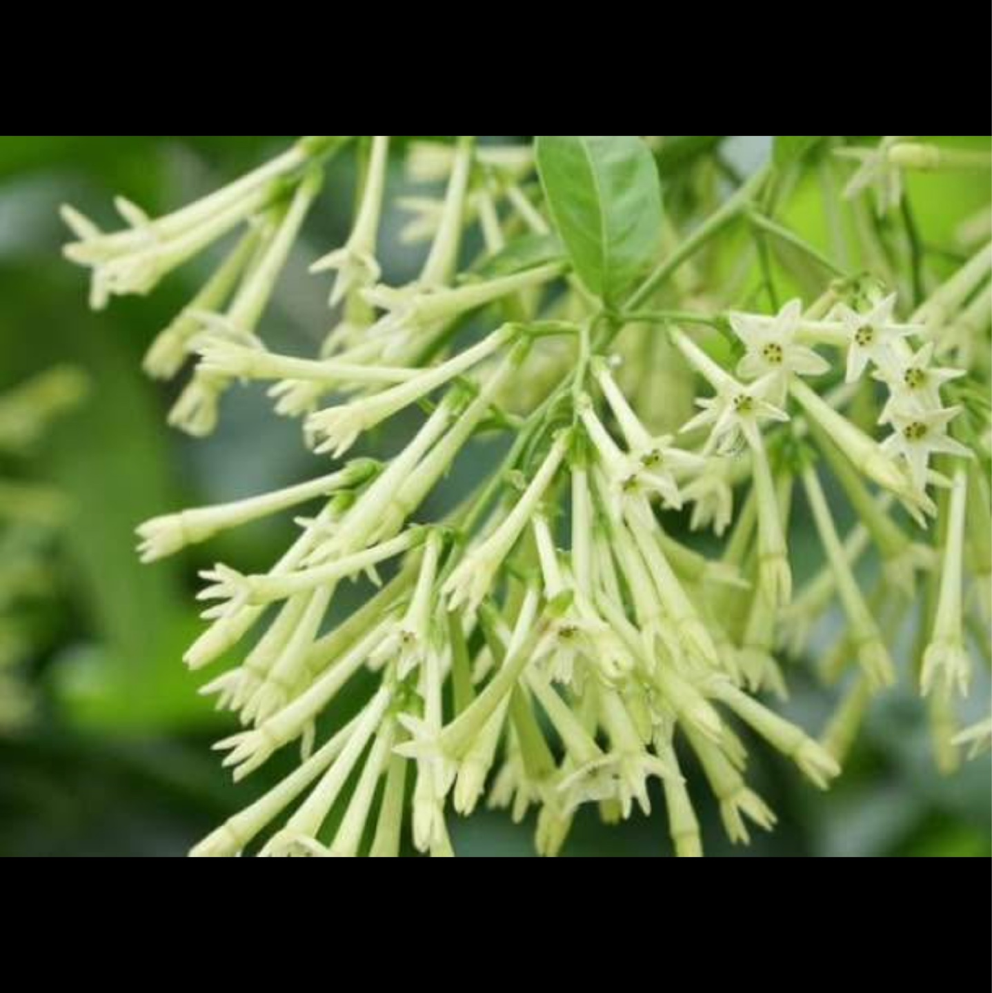Night Blooming Jasmine Plant - photo 4
