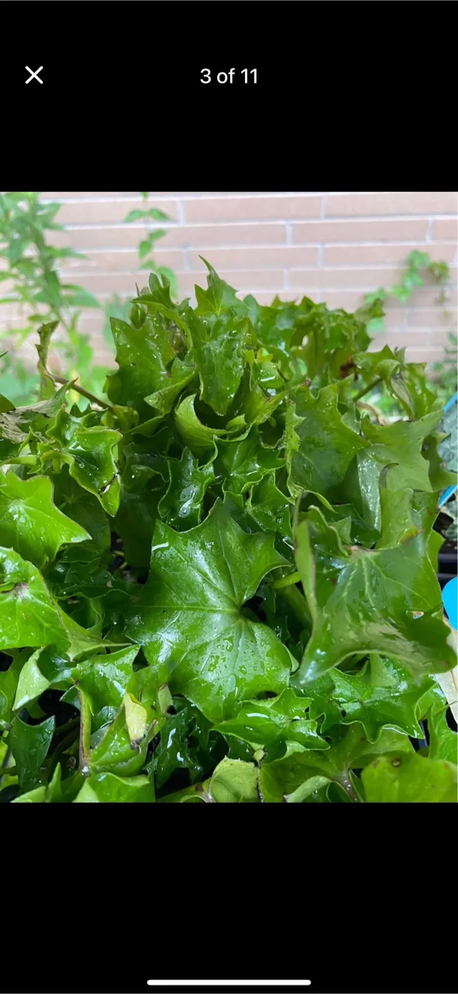 Variety of Indoor Plants for Sale image indicator(2)