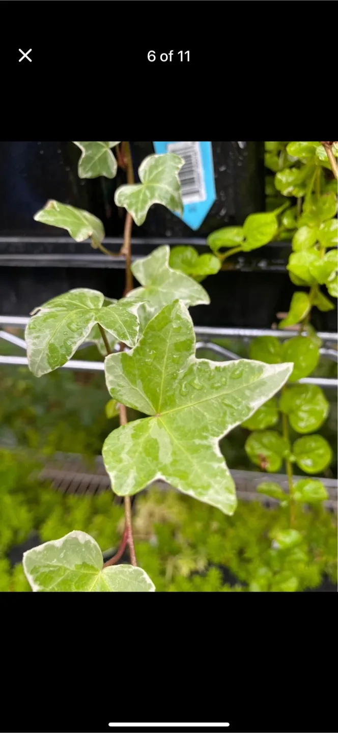 Variety of Indoor Plants for Sale image indicator(3)