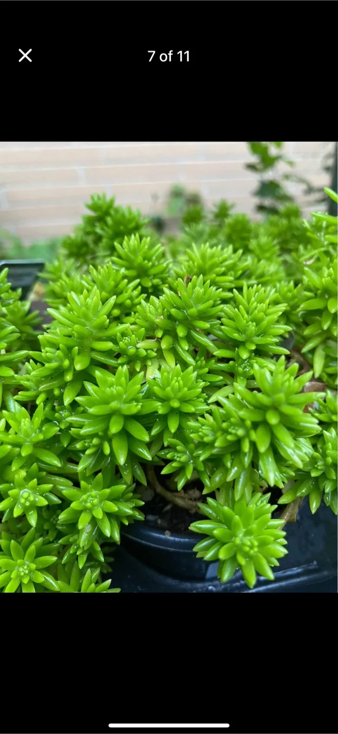Variety of Indoor Plants for Sale thumbnail