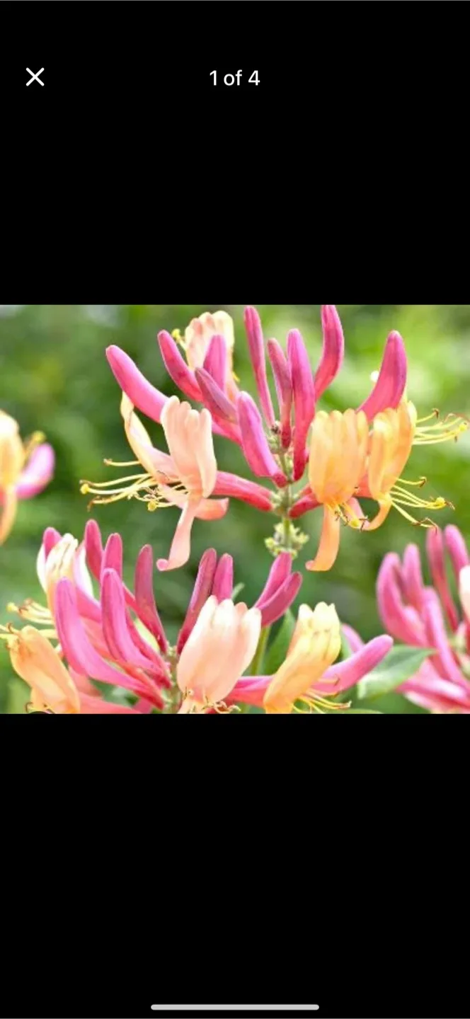 Japanese Honeysuckle Perennial