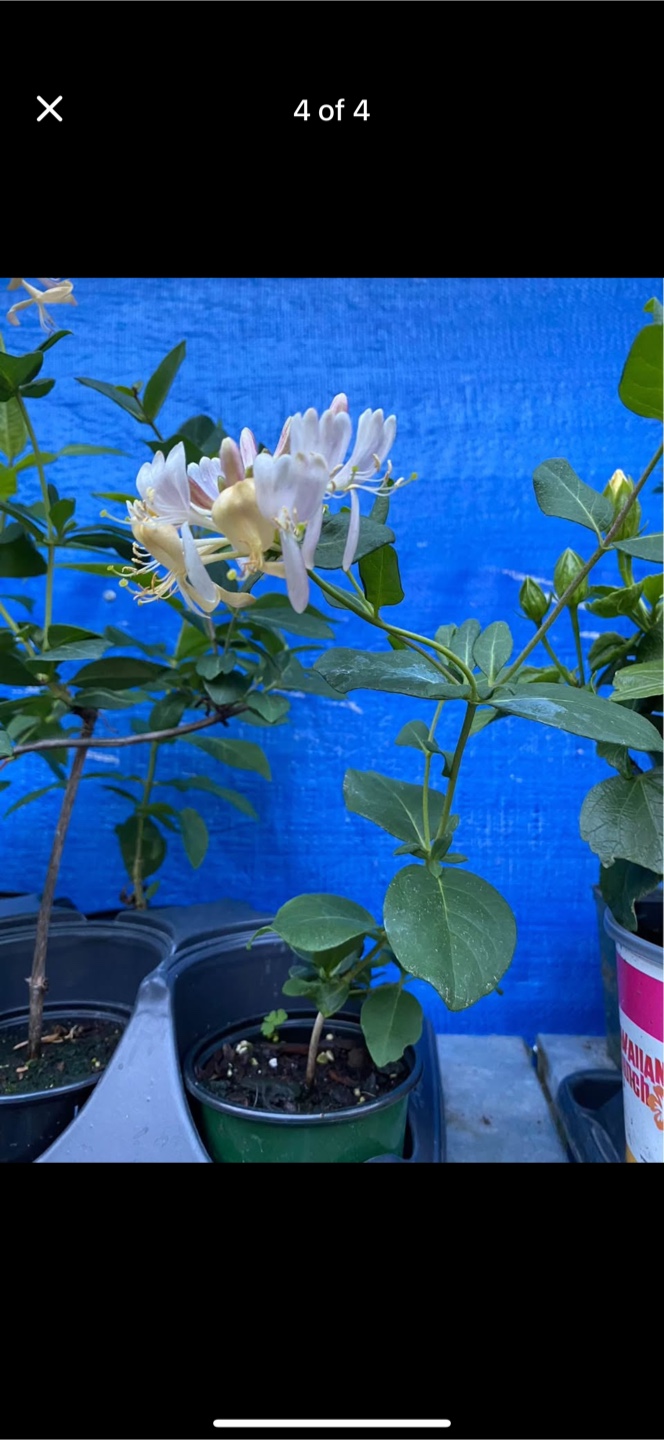 Japanese Honeysuckle Perennial - photo 2