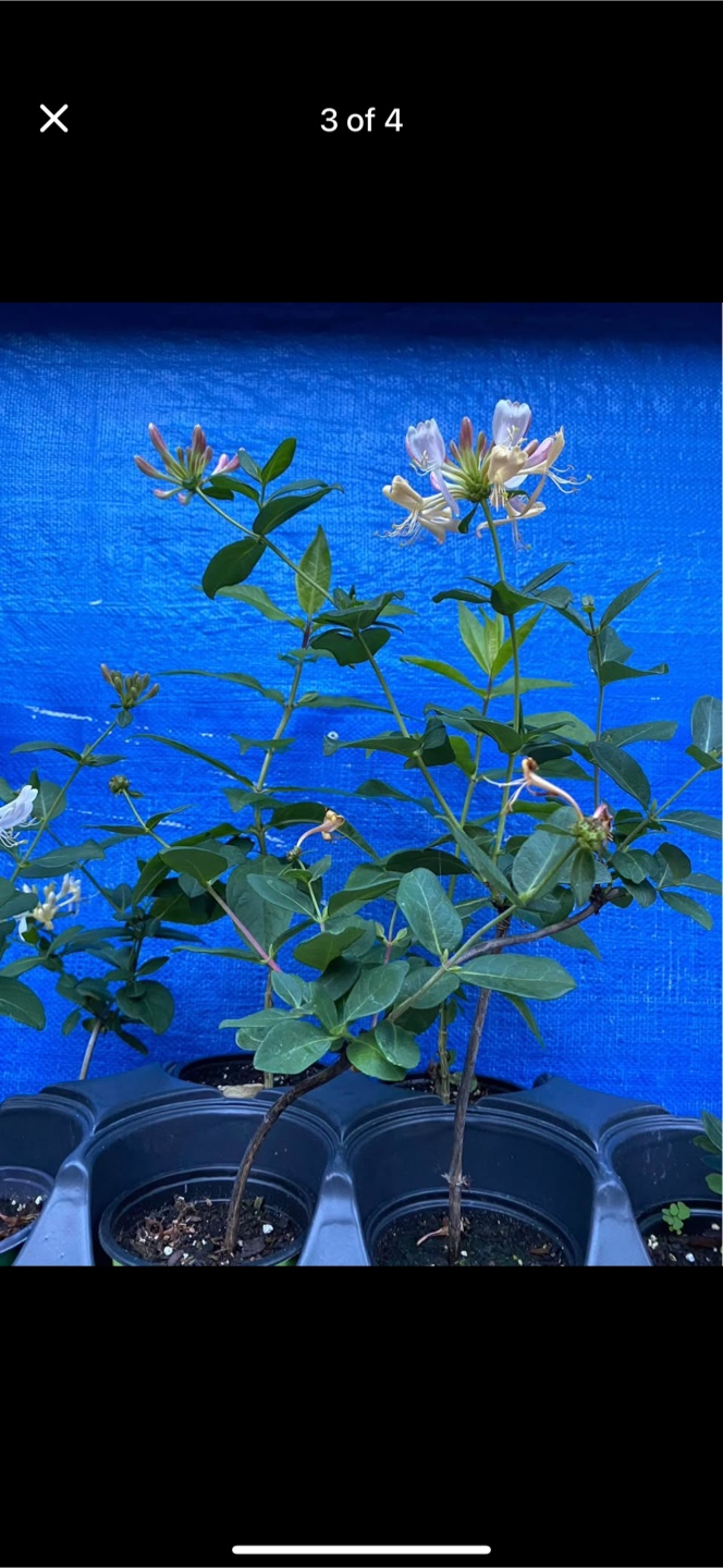 Japanese Honeysuckle Perennial - photo 3