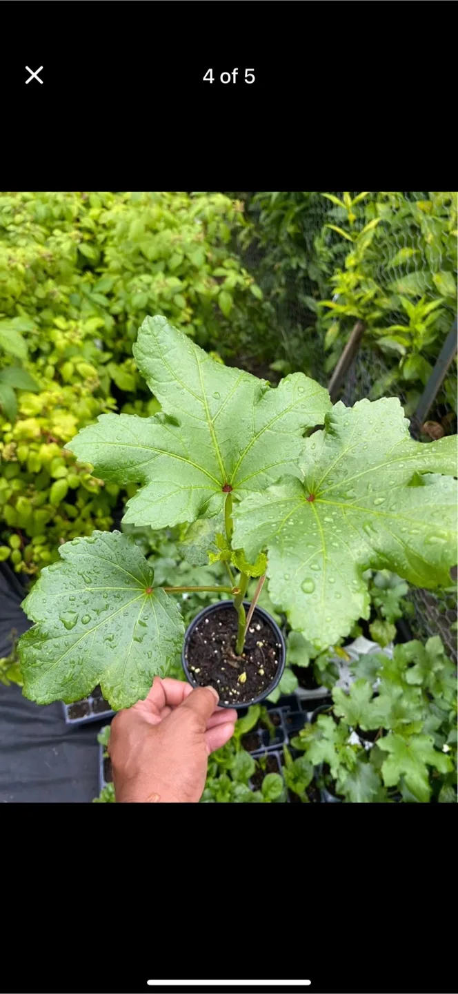 Okra Plants For Sale image indicator(3)
