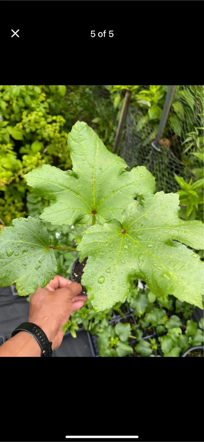 Okra Plants For Sale image indicator(2)