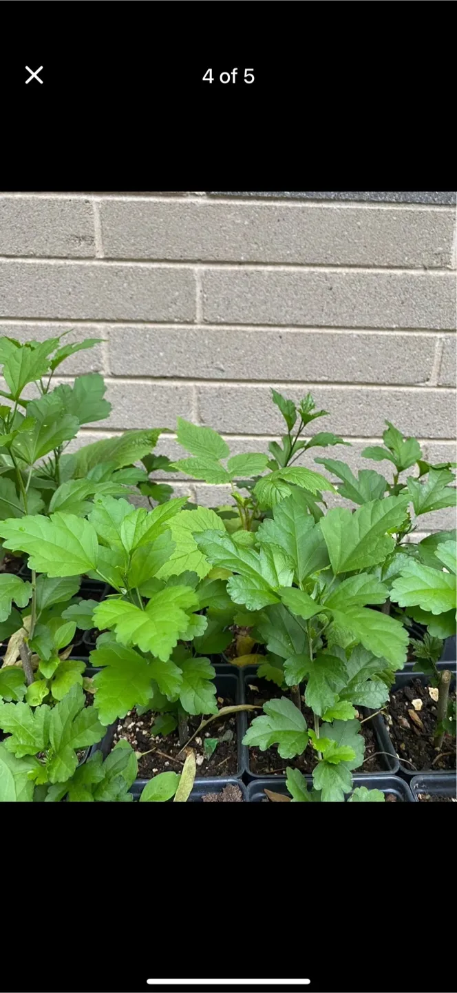 Perennial Rose of Sharon white and purple CLEARANCE SALE image indicator(3)