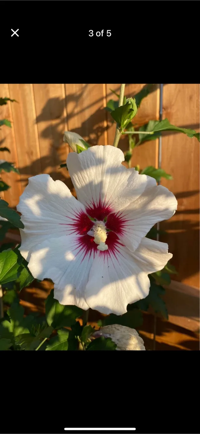 Perennial Rose of Sharon white and purple CLEARANCE SALE image indicator(2)