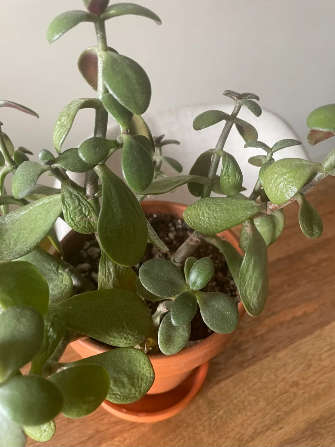 Potted Plant image indicator(2)