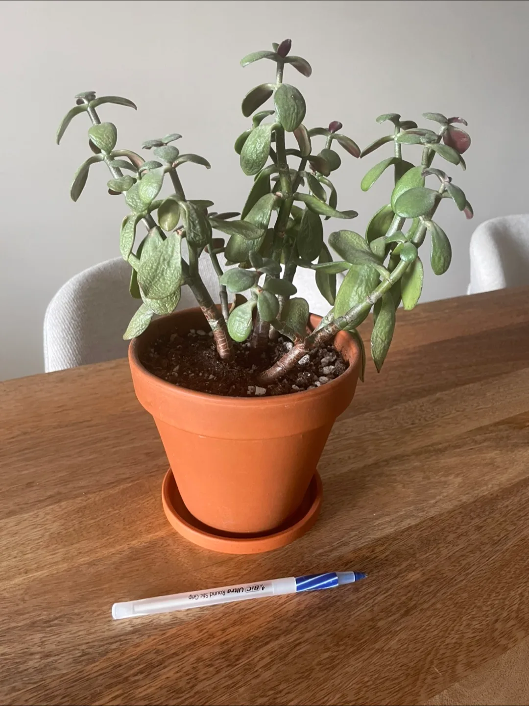 Potted Plant image indicator(5)