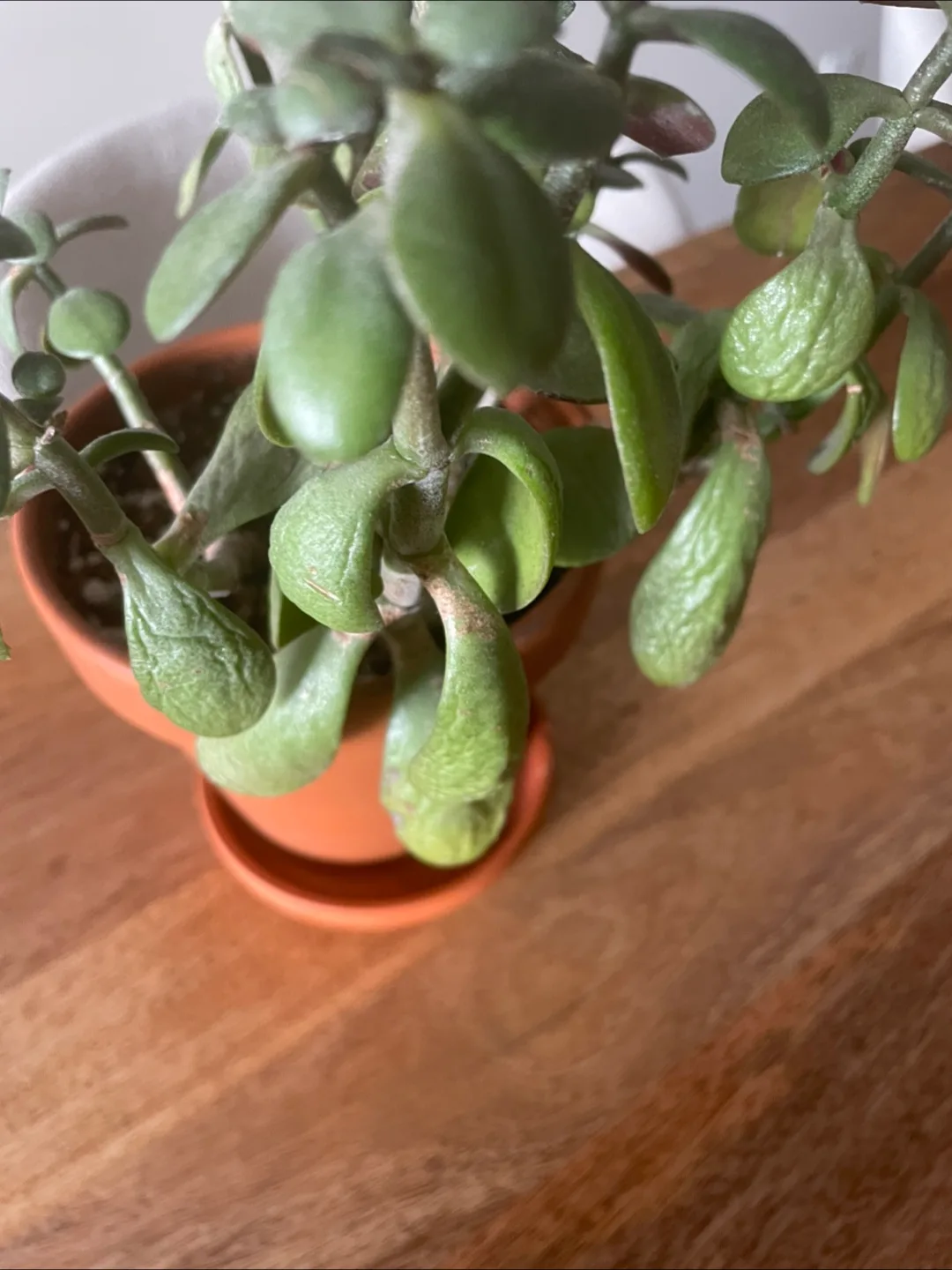 Potted Plant image indicator(3)