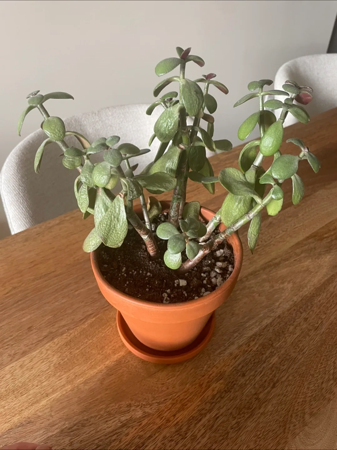 Potted Plant image indicator(4)