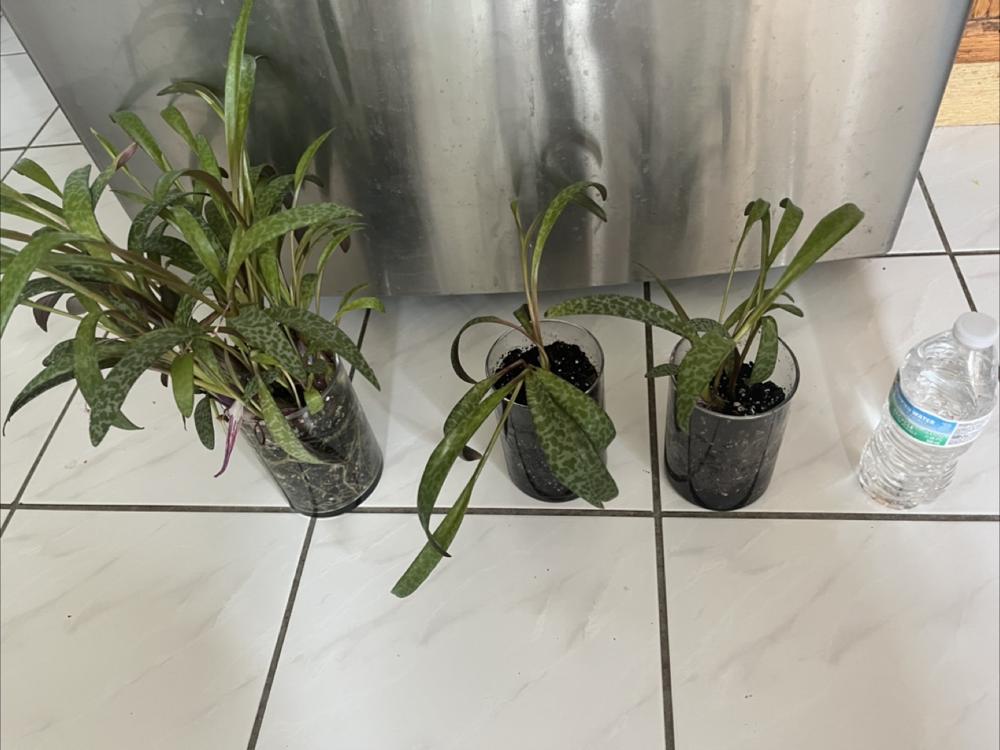 Rare leopard plant