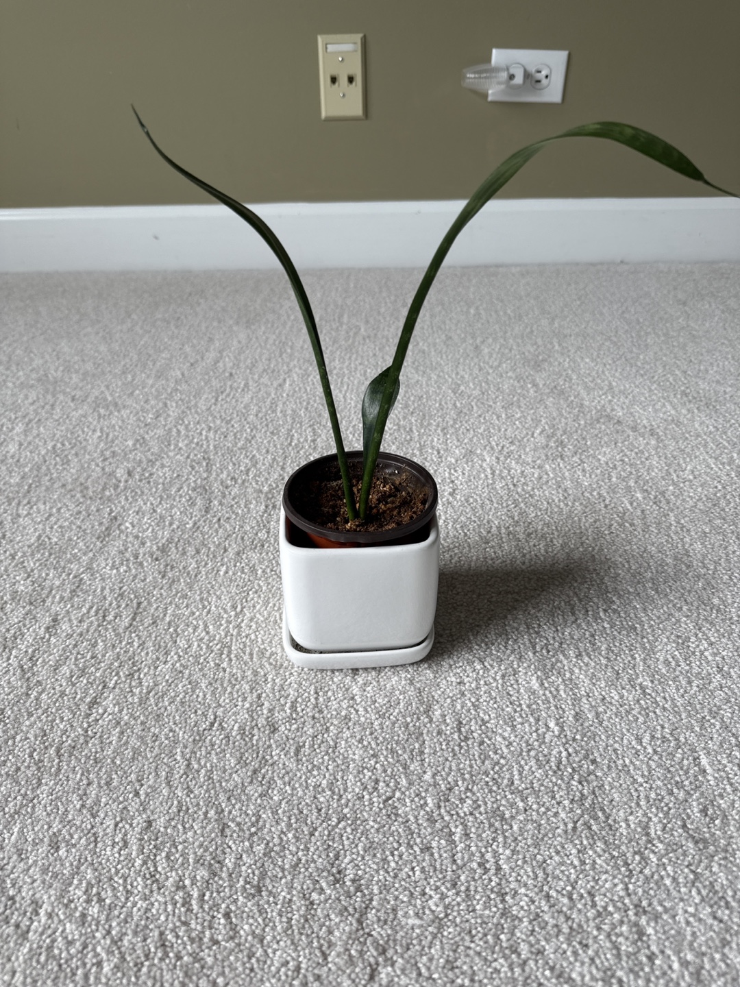 Sansevieria Cylindrica Plant