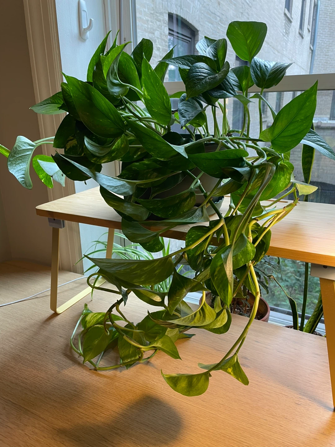 Pothos Plant
