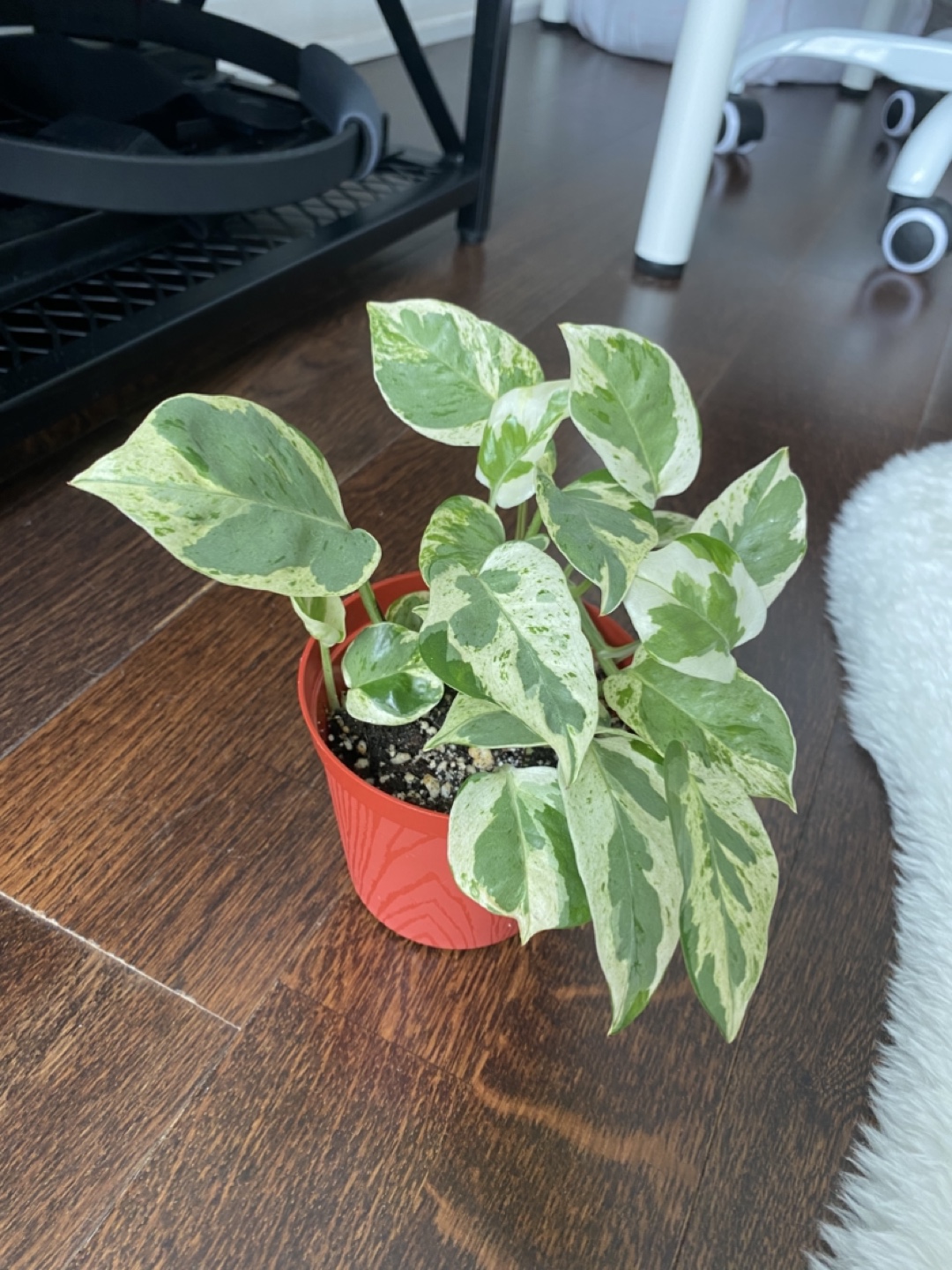 Pothos Pearls and Jade