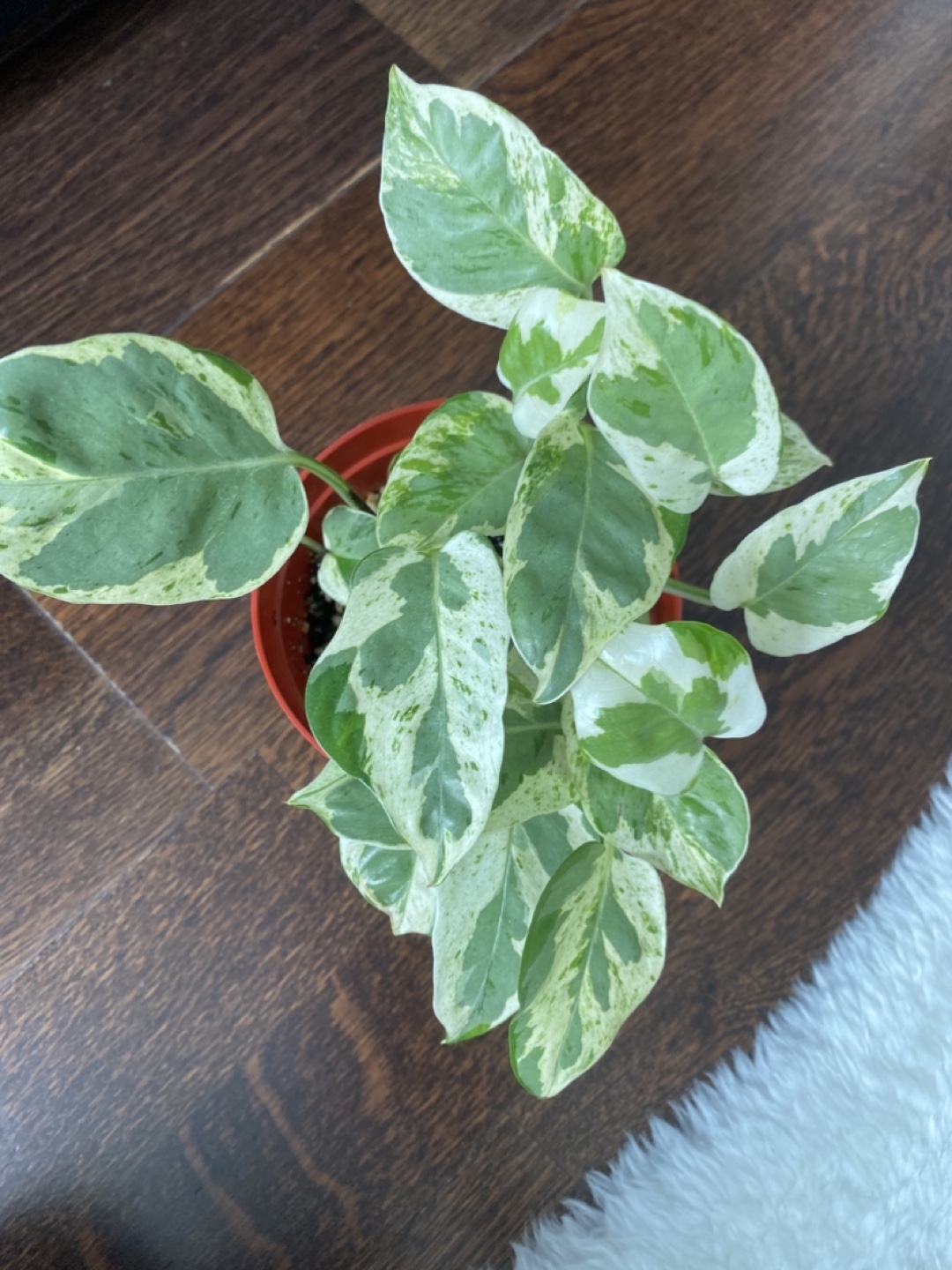 Pothos Pearls and Jade - photo 2