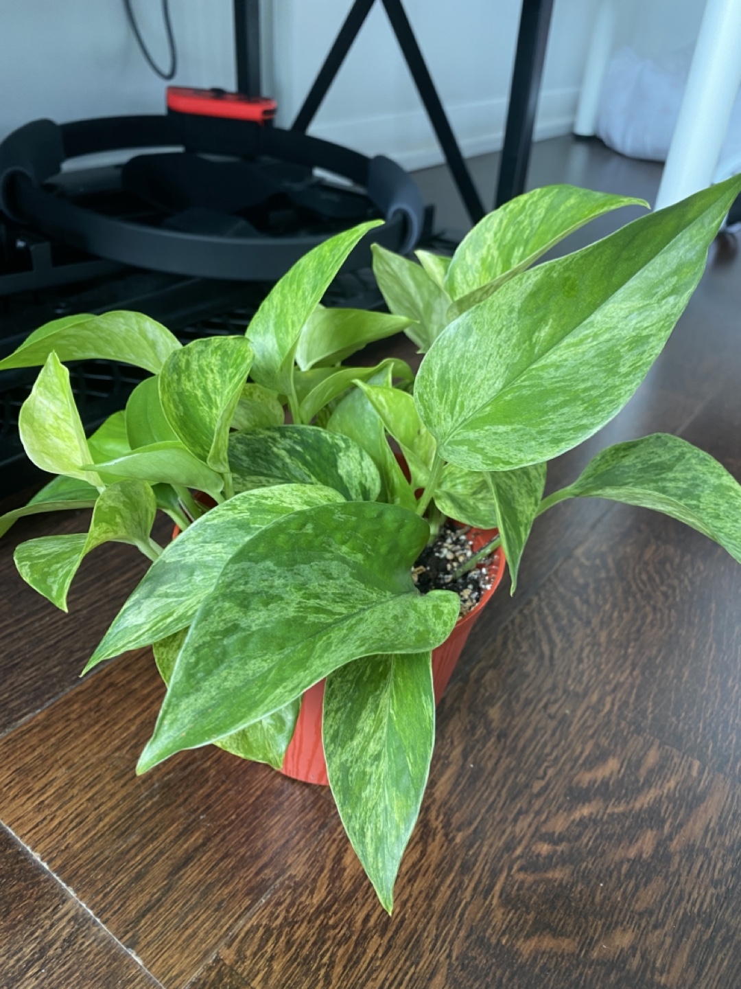 Marble Pothos Plant - photo 2