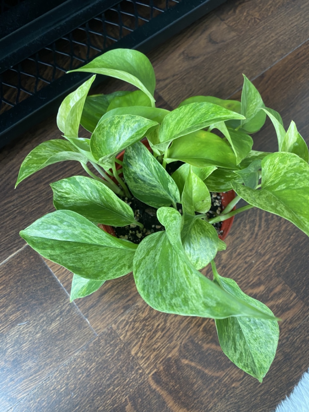 Marble Pothos Plant