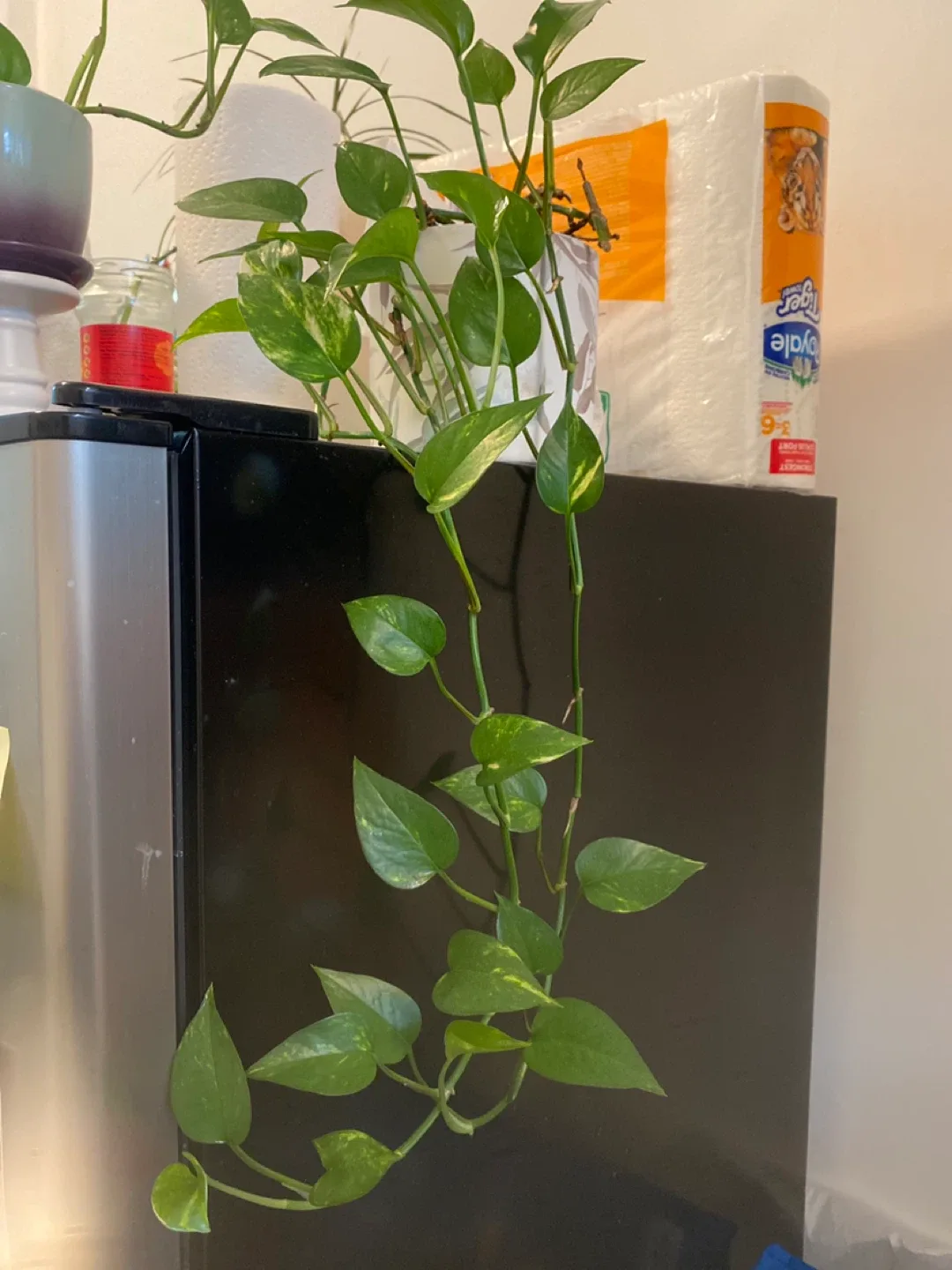 Potted Golden Pothos Plant thumbnail